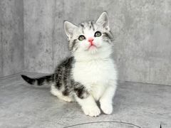 -小猫来了·猫舍(红山六九七九店)