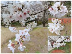 -顾村公园