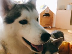 -Husky Go! 哈士奇体验馆·宠物咖啡厅狗咖