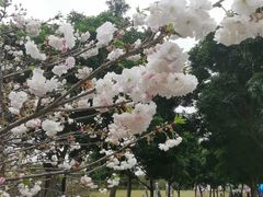 -天适樱花悠乐园