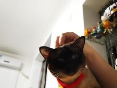 -宠爱国际动物医院· 猫科· 外科·中兽医(长白店)