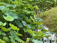 -沐仙湖湿地公园