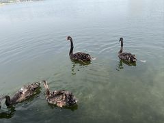 -保定东湖公园(莲池区)