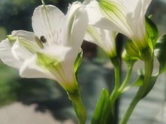 -花园5號餐厅