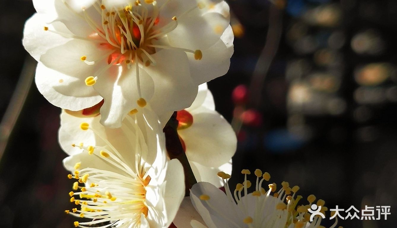 天气晴好，漫步经区黄海路，在路旁的梅园梅花也开了