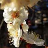 天气晴好，漫步经区黄海路，在路旁的梅园梅花也开了