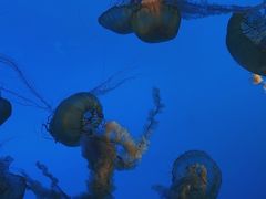 -太平洋海底世界