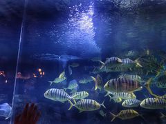 -烟台海昌鲸鲨海洋公园