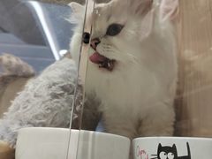 -屋虎猫馆(宝安大仟里店)