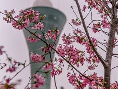 -狐尾山公园