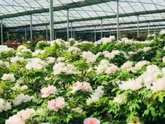 -洛阳市隋唐城遗址植物园