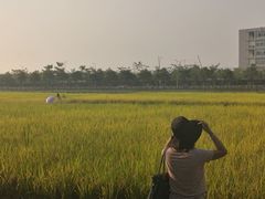 -光明小镇欢乐田园