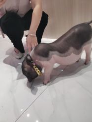 -Moni星球萌宠·小马宝莉·灵蛇·高端高阶全萌宠互动体验俱乐部(红豆国际广场店)