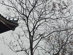 -洋湖国家湿地公园