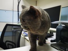-中农国际动物医院24小时·猫科·骨科·急重症中心
