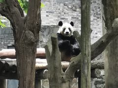 -都江堰中华大熊猫苑