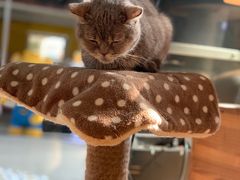 -more than meow吴止猫主题餐厅(承德 中船汇店)