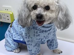 -康爱犬猫诊所·牙专科·骨外科·影像内科(丰宁店)