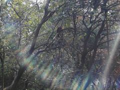 -成都大熊猫繁育研究基地