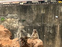 -昆明动物园