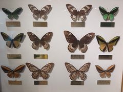 -上海昆虫博物馆