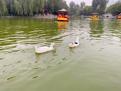 -莲湖公园