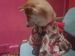 -猫色咖啡·猫咖