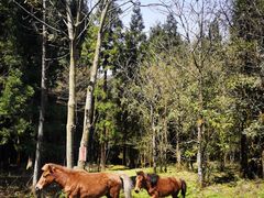 -武陵山森林公园