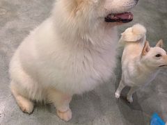 -more than meow吴止猫主题餐厅(承德 中船汇店)