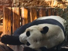 -石家庄市动物园