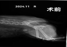 -利又安动物医院··老年病·猫科犬科·中兽医