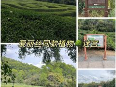 -大屏嶂森林公园