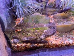 -上海海洋水族馆