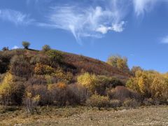 -乌兰布统景区-白桦林