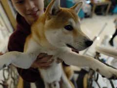 -喜柴咖啡·柴犬狗咖