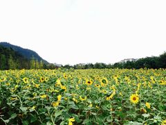 -贵阳市花溪国家城市湿地公园