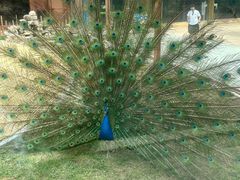 -石家庄市动物园