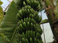 -呀路古热带植物园