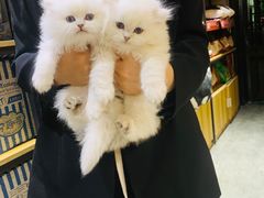 -欣宠猫屋·矮脚拿破仑·蓝金金渐层