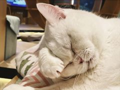 -CAT’S MEWSTAR CAFE·喵星球猫屋(晴湾咖啡店)
