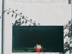 -喵屿·大理花园猫咖