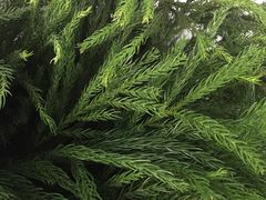 -循礼门鲜花花市(武汉循礼门店)