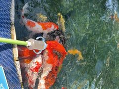 -喷泉广场餐厅·宵夜·海鲜烧烤大排档(长隆企鹅酒店)