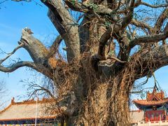 -大槐树寻根祭祖园