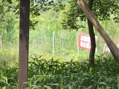 -天适樱花悠乐园