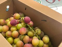 -巴城镇马料江村葡萄园