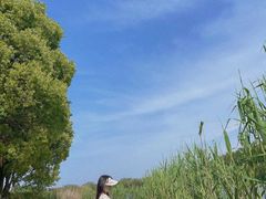 -苏州太湖国家湿地公园