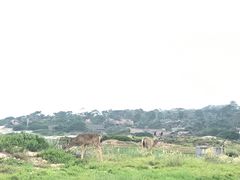 -卡梅尔海