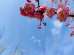 -秀丽东方