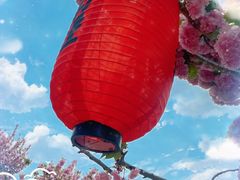 -莱阳濯村樱花园